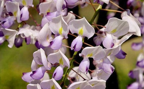 又见紫藤花开作文