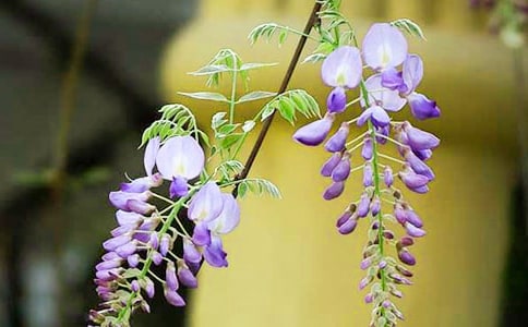 描写紫藤花的句子