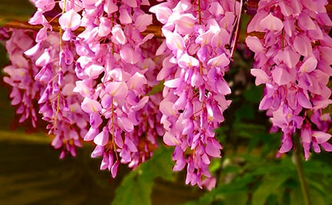 ���ٻ�������(���15ƪ)