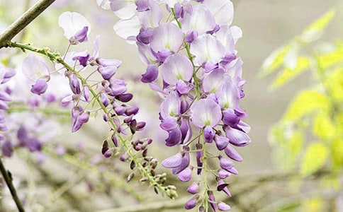 描写紫藤花的句子(8篇)