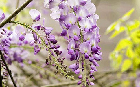 ���ٻ�����