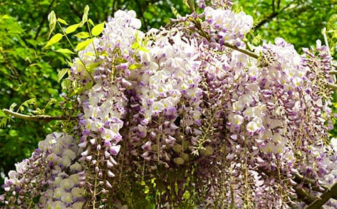 描写紫藤花的作文