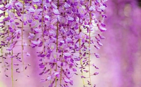 关于紫藤花的作文三篇