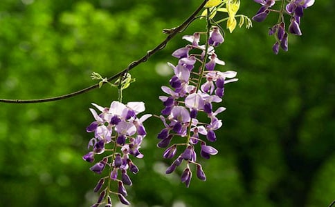 描写紫藤花的唯美句子