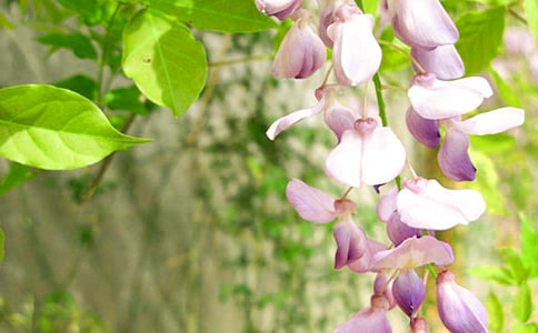 ���ٻ�������(15ƪ)