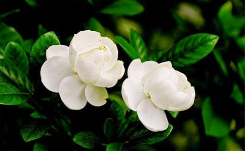 ����ѡ����������������15ƪ