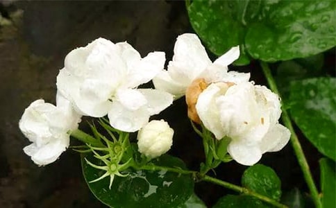 茉莉花写景作文750字