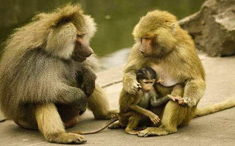 �ٻ�ѫ�µ���������