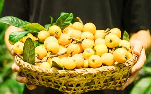 枇杷的作文15篇【集合】