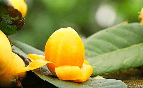 摘枇杷作文汇编15篇