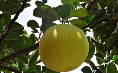 �۲���������6ƪ