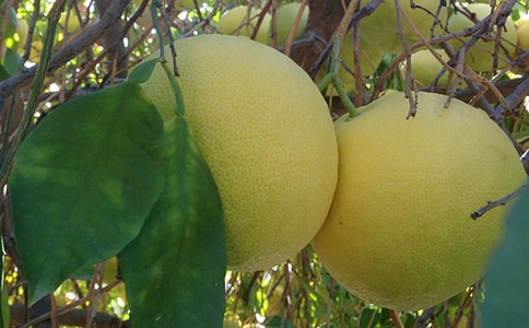 柚子的作文【热门】