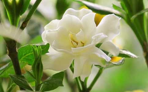 栀子花开作文(精选15篇)