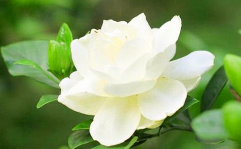 栀子花状物作文