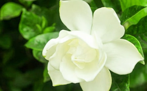 我喜欢栀子花作文