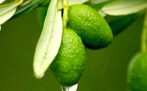 我也衔过一枚青橄榄作文合集15篇