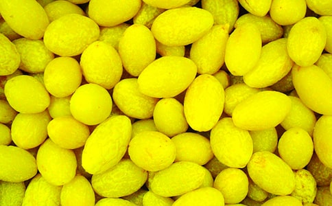 青橄榄作文(13篇)