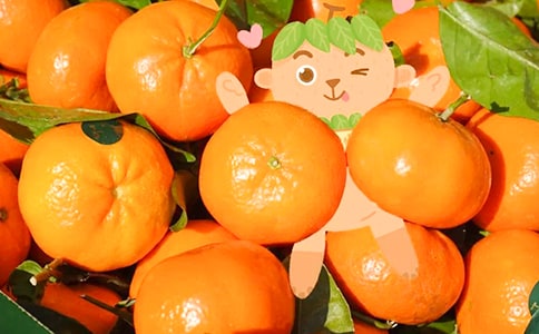 橘子环球记作文