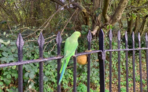 写鹦鹉的作文(汇编15篇)