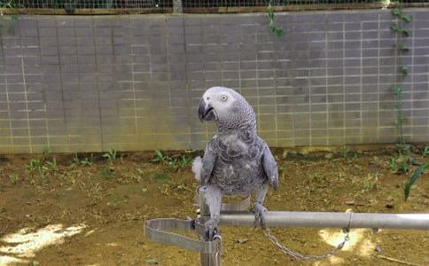 可爱的小鹦鹉作文