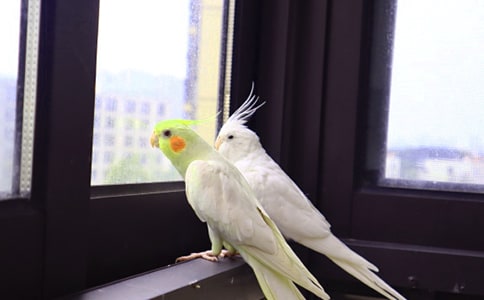 ��ֻ����