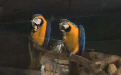 可爱的小鹦鹉的作文