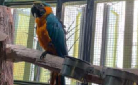 关于鹦鹉的作文【实用】