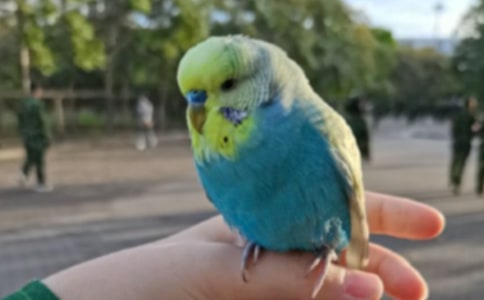 (精华)虎皮鹦鹉作文15篇