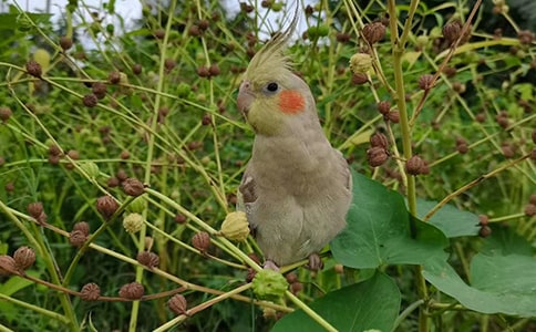 �ɰ���С��������600��-����