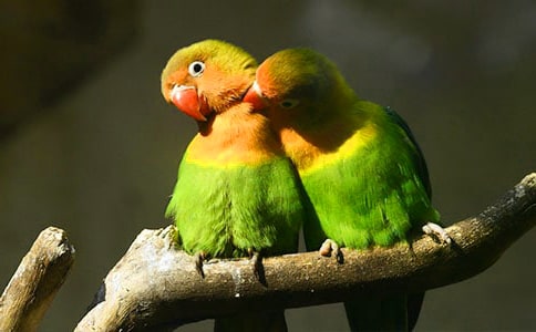 我家的鹦鹉作文【热】