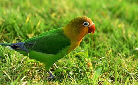 写鹦鹉的作文(15篇)