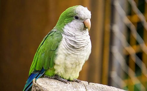 ��Ƥ����Сѧ����