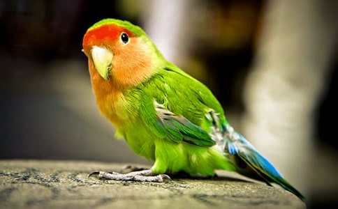 写写鹦鹉的作文优选