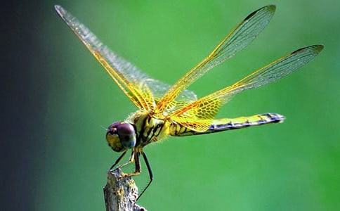 关于竹蜻蜓的作文100字(通用22篇)