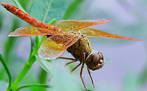 С��������