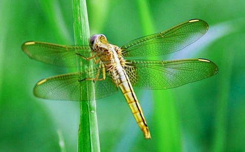 蜻蜓的作文【精】