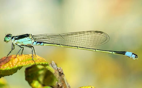 关于蜻蜓的作文