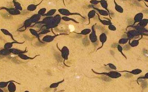 放蝌蚪作文集合(7篇)