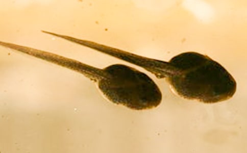 ����С��������ͨ��[15ƪ]