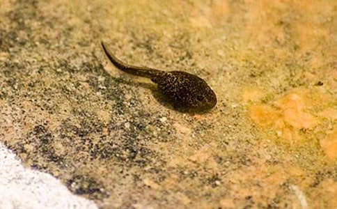 捉蝌蚪-五年级作文