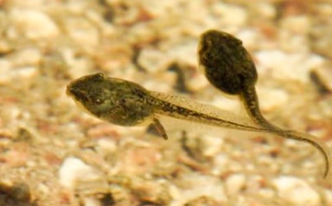 小蝌蚪作文【优秀】