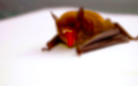 蝙蝠的自述作文15篇