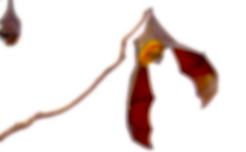 �������������(6ƪ)