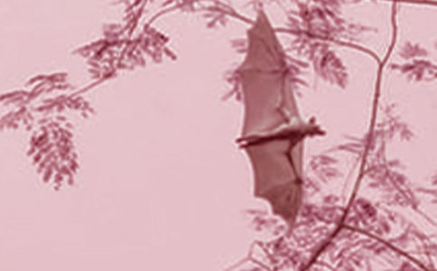 蝙蝠的作文15篇