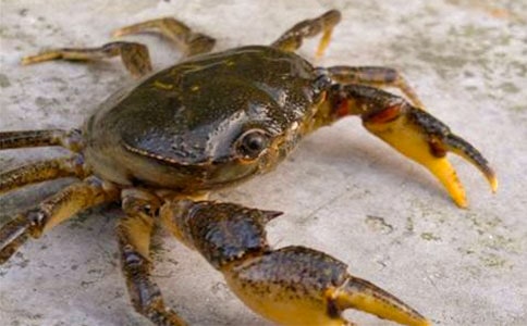 (通用)捉螃蟹作文15篇