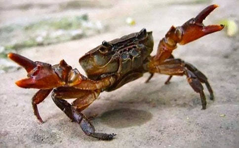 ���з����