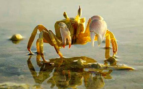 ���з����