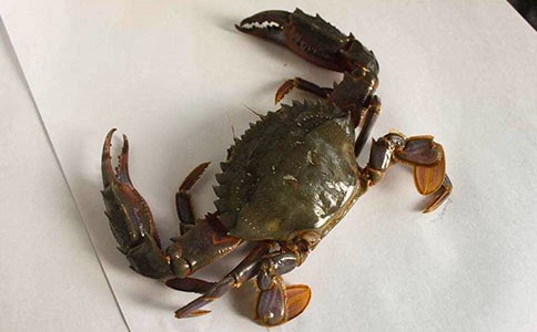 吃螃蟹作文【热】