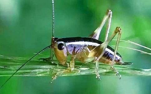 ���סլ����