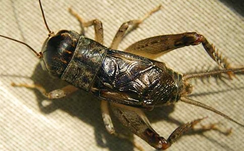 蟋蟀还乡作文(5篇)